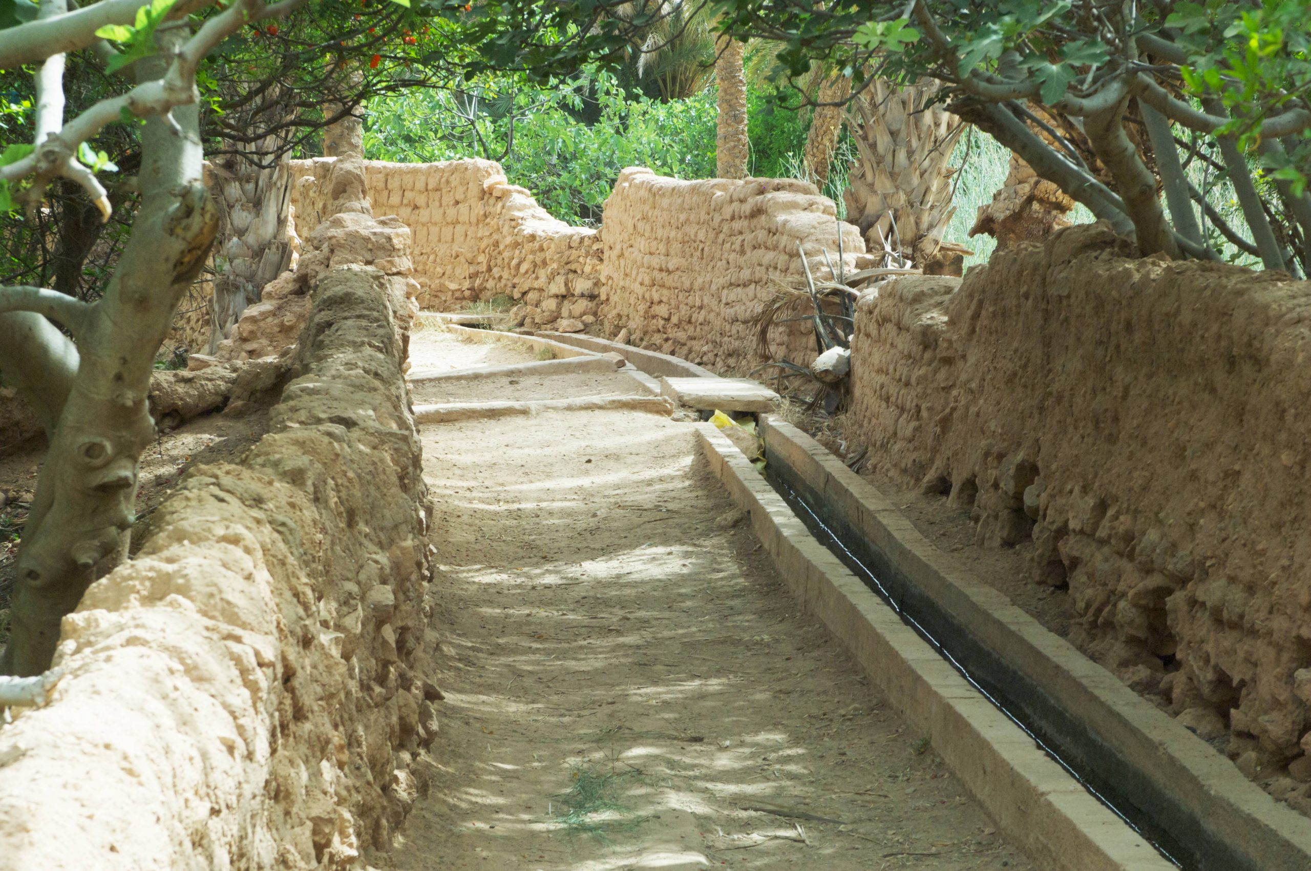 Laghouat-palmerais-vieux-paysan-004