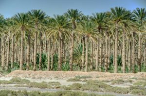 Laghouat-palmerais-vieux-paysan-010