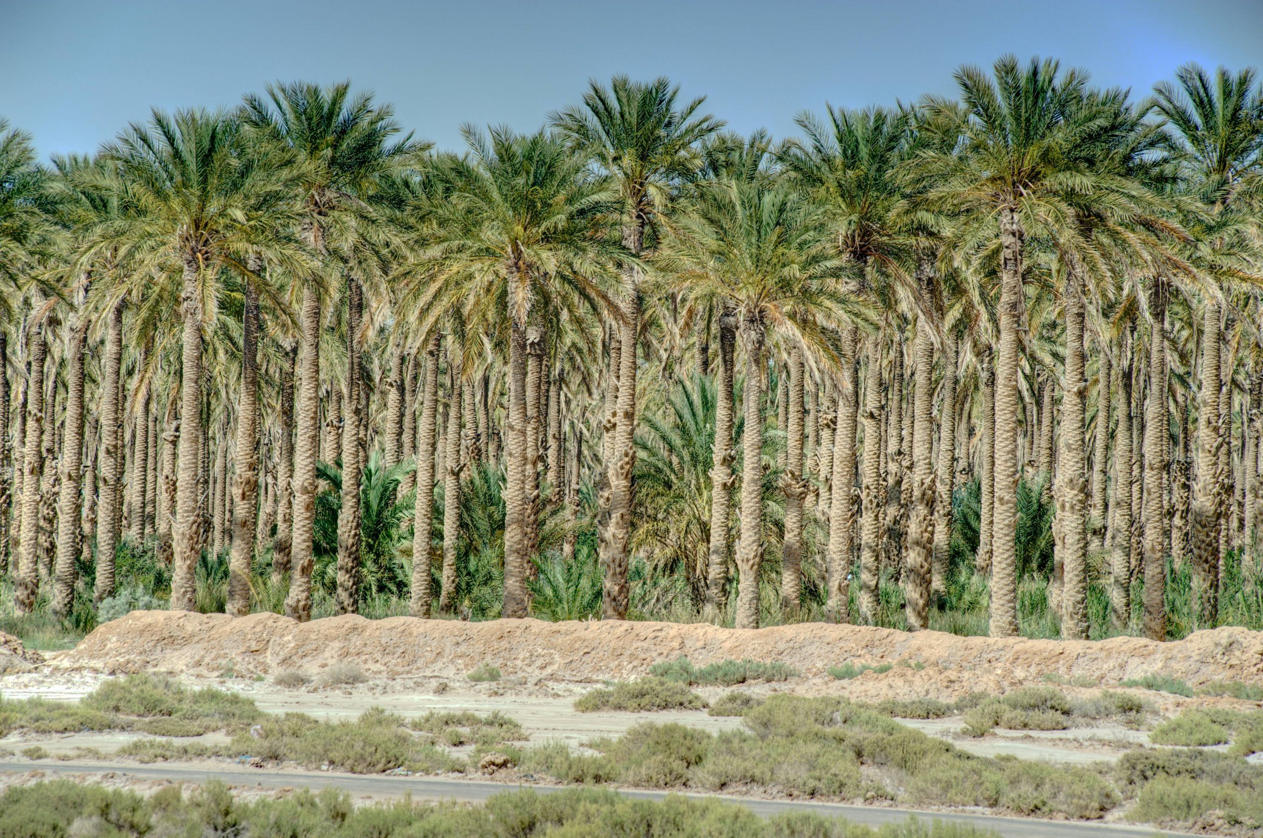 Laghouat-palmerais-vieux-paysan-010