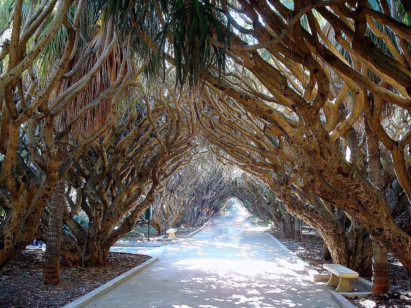 allee-des-dragonniers-jardin-d-essai-alger